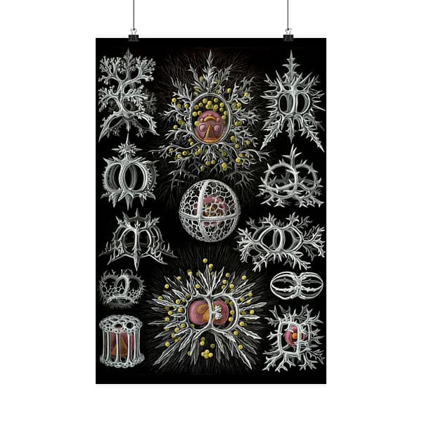 6275367314513322527_2048.jpeg Radiolaria, Stephoidea – Kunstformen der Natur, plate 71 – Ernst Haeckel (1904) – Natural History Poster Print