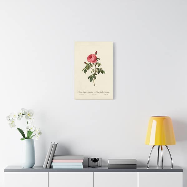 6296738286532517746_2048.jpeg Rosa Centifolia Burgundiaca (le Cent-feuilles de Bordeaux) – Pierre-Joseph Redouté (c. 1817-24) – Botanical Canvas Print