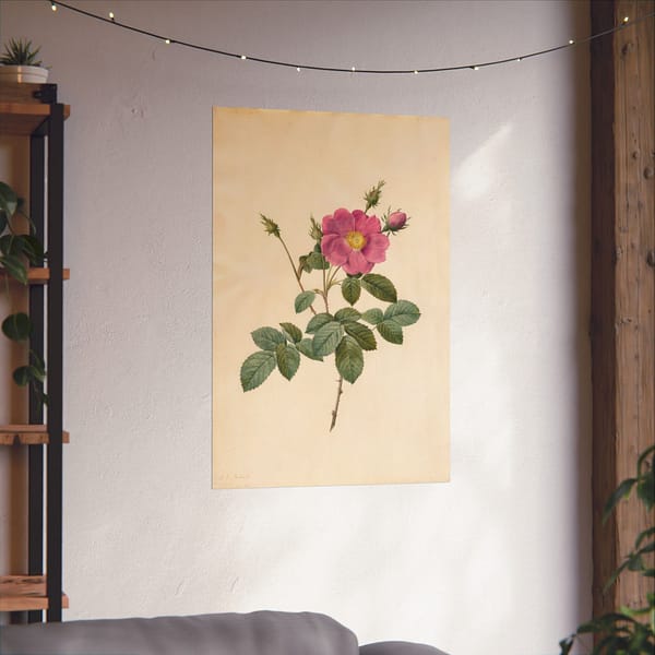 6449520668566870183_2048.jpeg Cabbage Rose (Rosa Centifolia Simplex) – Pierre-Joseph Redouté (c. 1817-24) – Botanical Poster Print