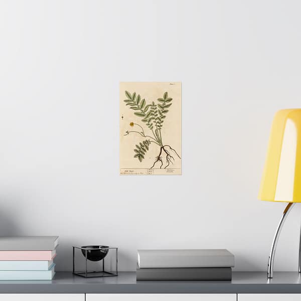 6627120336404269744_2048.jpeg Wild Tansie (Argentina, Potentilla), A Curious Herbal - Elizabeth Blackwell (1737) - Botanical Poster Print