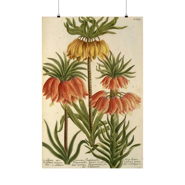 6668286276109927693_2048.jpeg Phytanthoza iconographia, Vol. 3, plate 662 – Johann Wilhelm Weinmann (1742) – Botanical Poster Print