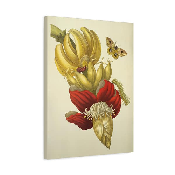 6701664305209620629_2048.jpeg Banana Flower and Fruit, Metamorphosis Insectorum Surinamensium – Maria Sibylla Merian (1705) – Botanical Canvas Print