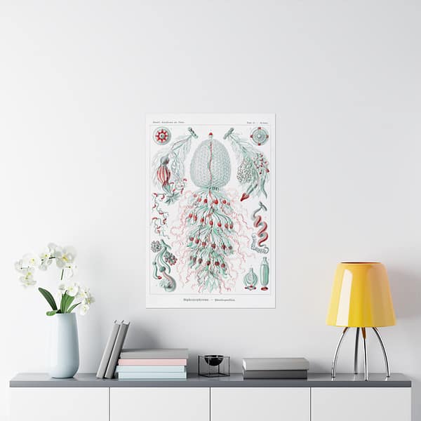 6771727592467051680_2048.jpeg Siphonophorae, Kunstformen der Natur, plate 59 – Ernst Haeckel (1904) – Natural History Poster Print