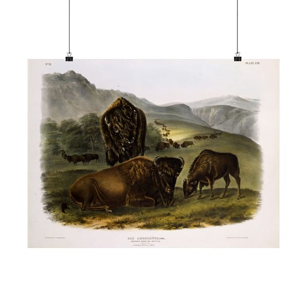 7030051301860446488_2048.jpeg Bos Americanus, American Bison or Buffalo, plate 57 – John James Audubon (1845) – Natural History Poster Print