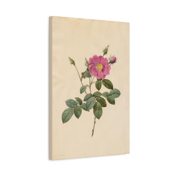 7157821397355793477_2048.jpeg Cabbage Rose (Rosa Centifolia Simplex) – Pierre-Joseph Redouté (c. 1817-24) – Botanical Canvas Print