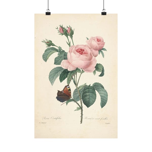 7174093434049691773_2048.jpeg Rosa Centifolia (Rosier à cent feuilles) – Pierre-Joseph Redouté (c. 1817-24) – Botanical Poster Print