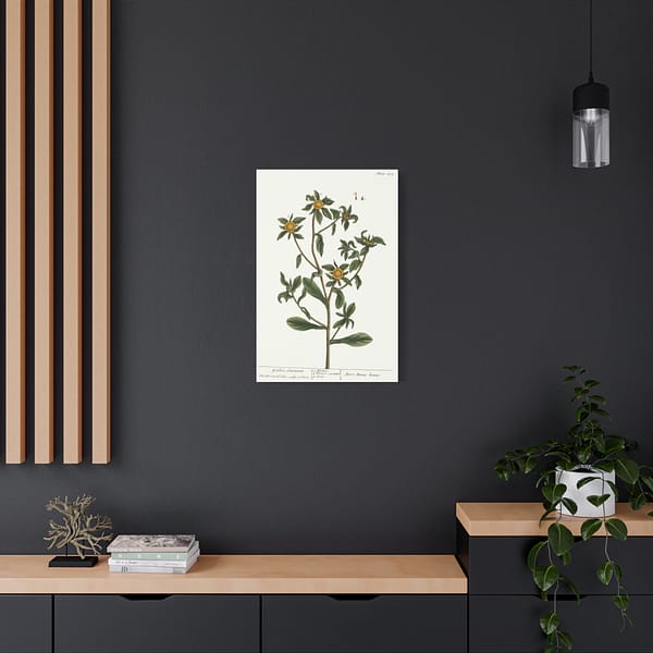 7194162007055232365_2048.jpeg Spiny Starwort (Pallenis spinosa), A Curious Herbal – Elizabeth Blackwell (1739) – Botanical Canvas Print
