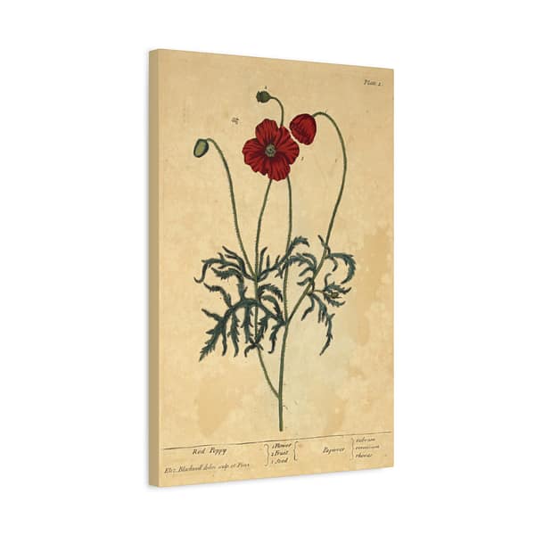 7288065493539322384_2048.jpeg Red Poppy (Papaver, rubrum, erraticum, rhoeas), A Curious Herbal – Elizabeth Blackwell (1737) – Botanical Canvas Print