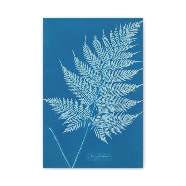 7332760483905024912_2048.jpeg New Zealand Fern Cyanotype – Anna Atkins (c. 1853-54) – Botanical Canvas Print
