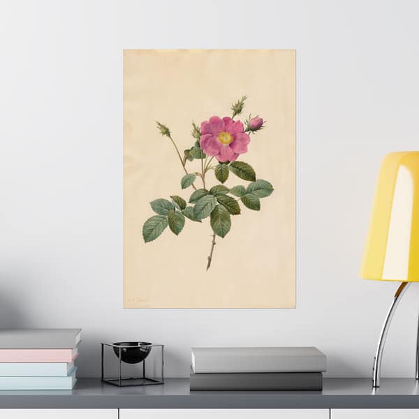 7427067615121008377_2048.jpeg Cabbage Rose (Rosa Centifolia Simplex) – Pierre-Joseph Redouté (c. 1817-24) – Botanical Poster Print