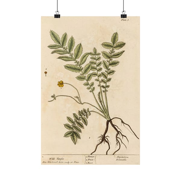 7428960790651710106_2048.jpeg Wild Tansie (Argentina, Potentilla), A Curious Herbal - Elizabeth Blackwell (1737) - Botanical Poster Print
