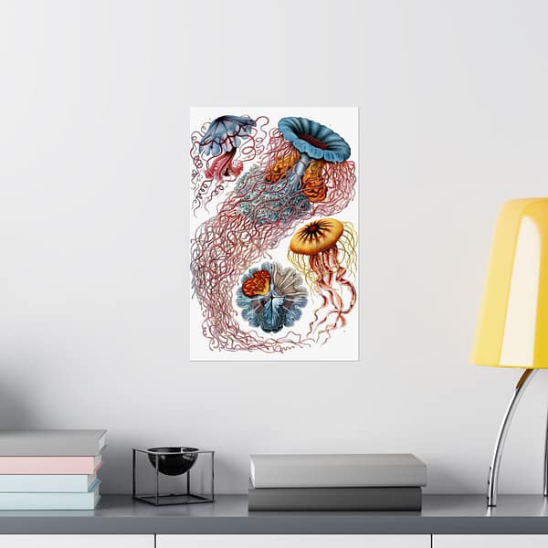 7483155825314550693_2048.jpeg Jellyfish (Discomedusae), Kunstformen der Natur – Ernst Haeckel (1904) – Natural History Poster Print