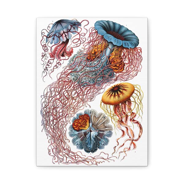 7521505665832217384_2048.jpeg Jellyfish (Discomedusae), Kunstformen der Natur – Ernst Haeckel (1904) – Natural History Canvas Print