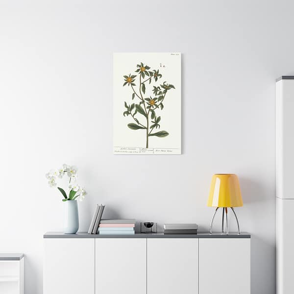 7588265170818678557_2048.jpeg Spiny Starwort (Pallenis spinosa), A Curious Herbal – Elizabeth Blackwell (1739) – Botanical Canvas Print