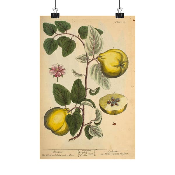 7759771001995678841_2048.jpeg Quinces (Cydonea, or Mala cotonea major), A Curious Herbal – Elizabeth Blackwell (1737) – Botanical Poster Print
