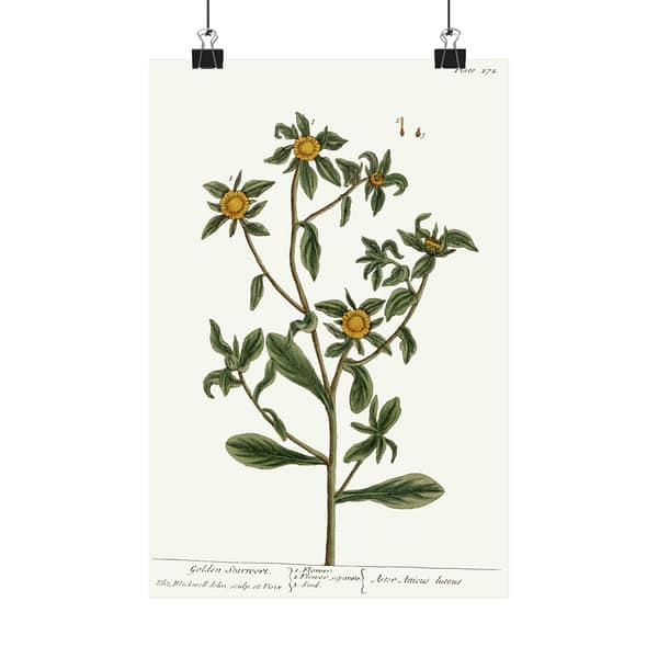 777241424758195791_2048.jpeg Spiny Starwort (Pallenis spinosa), A Curious Herbal – Elizabeth Blackwell (1739) – Botanical Poster Print