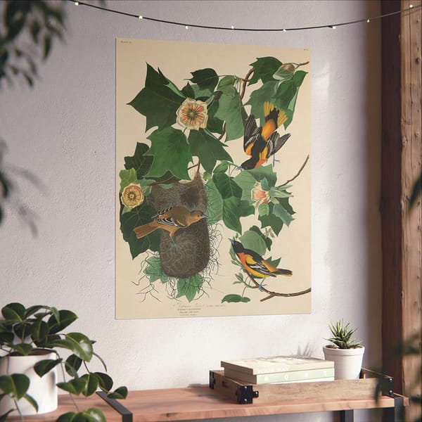 7774413577604710491_2048.jpeg Baltimore Oriole, Birds of America – John James Audubon (1827) – Natural History Poster Print