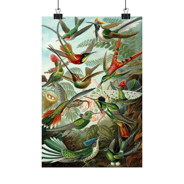 7839169598398136522_2048.jpeg Hummingbirds (Trochilidae), Kunstformen der Natur – Ernst Haeckel (1904) – Natural History Poster Print