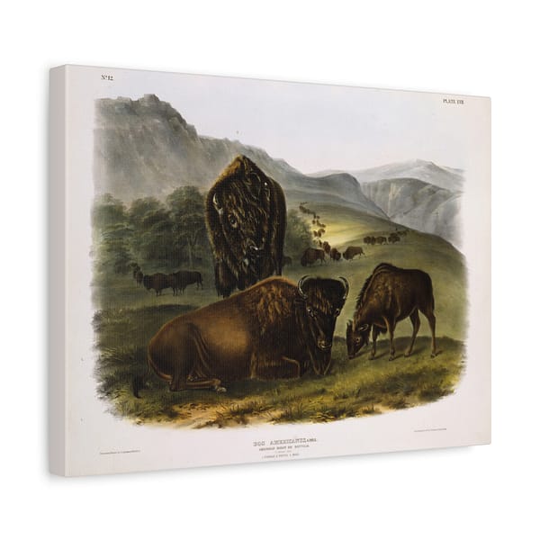 7943995262744425963_2048.jpeg Bos Americanus, American Bison or Buffalo, plate 57 – John James Audubon (1845) – Natural History Canvas Print