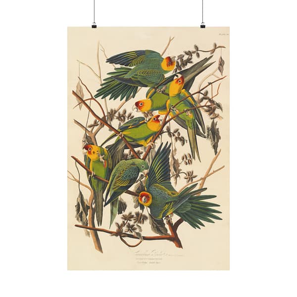 7976886243328859494_2048.jpeg Carolina Parakeet, Birds of America – John James Audubon (1828) – Natural History Poster Print