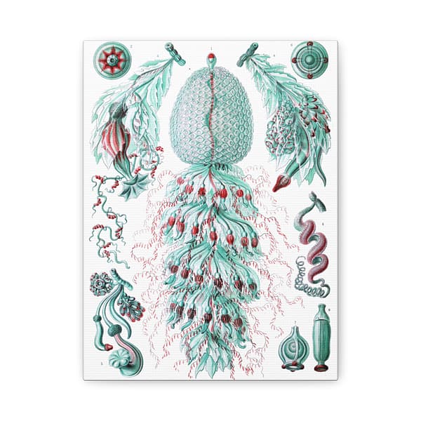 8038736763641958006_2048.jpeg Siphonophorae, Kunstformen der Natur, plate 59 – Ernst Haeckel (1904) – Natural History Canvas Print