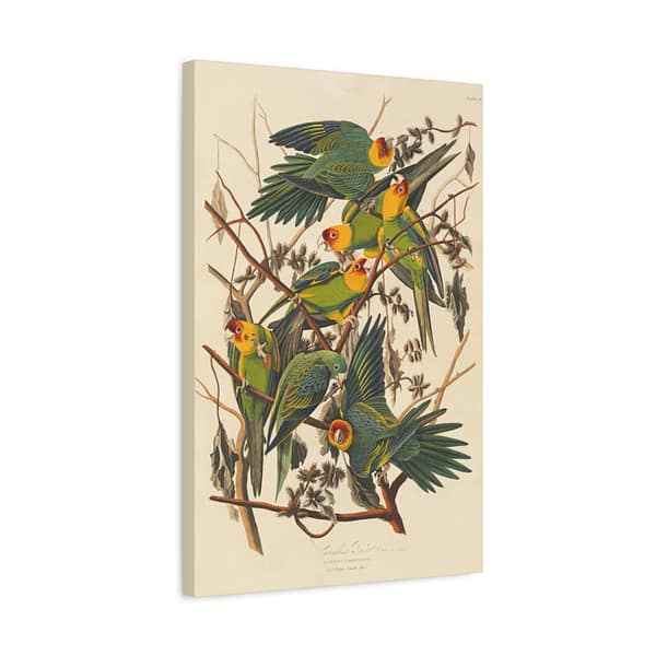 8069281772139994529_2048.jpeg Carolina Parakeet, Birds of America – John James Audubon (1828) – Natural History Canvas Print