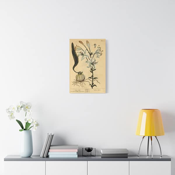 8078498949856988030_2048.jpeg White Lily (Lilium album), A Curious Herbal – Elizabeth Blackwell (1737) – Botanical Canvas Print