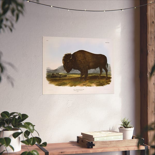 8127545148653936445_2048.jpeg Bos Americanus, American Bison or Buffalo, plate 56 – John James Audubon (1845) – Natural History Poster Print