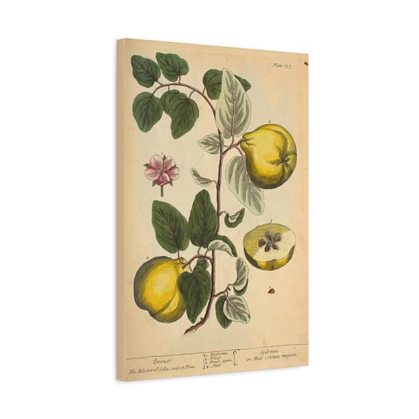 8180741573396586853_2048.jpeg Elizabeth Blackwell - Quinces (Cydonea, or Mala cotonea major) - A Curious Herbal (1737) - Botanical Canvas Wall Art, Natural History Print