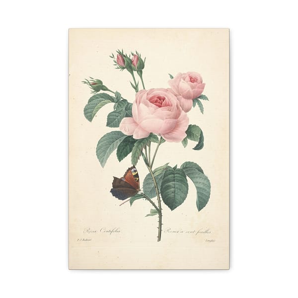 8239815922266057146_2048.jpeg Rosa Centifolia (Rosier à cent feuilles) – Pierre-Joseph Redouté (c. 1817-24) – Botanical Canvas Print