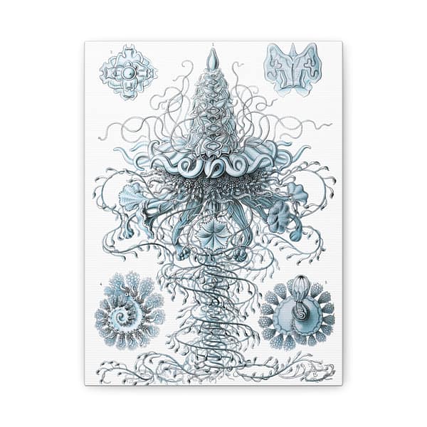 8282375547792921406_2048-1.jpeg Siphonophorae, Kunstformen der Natur, plate 37 – Ernst Haeckel (1904) – Natural History Canvas Print