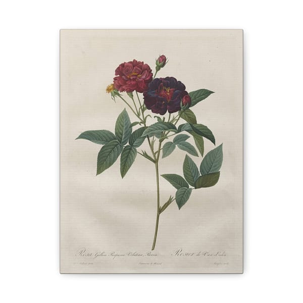 8321120821408692707_2048.jpeg Rosa Gallica Purpurea Velutina Parva (Rosier de Van-Eeden) – Pierre-Joseph Redouté (c. 1817-24) – Botanical Canvas Print