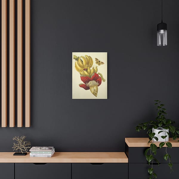 8345402995912548576_2048.jpeg Banana Flower and Fruit, Metamorphosis Insectorum Surinamensium – Maria Sibylla Merian (1705) – Botanical Canvas Print