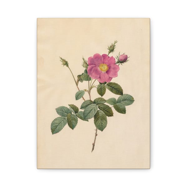 8476758720953916387_2048.jpeg Cabbage Rose (Rosa Centifolia Simplex) – Pierre-Joseph Redouté (c. 1817-24) – Botanical Canvas Print