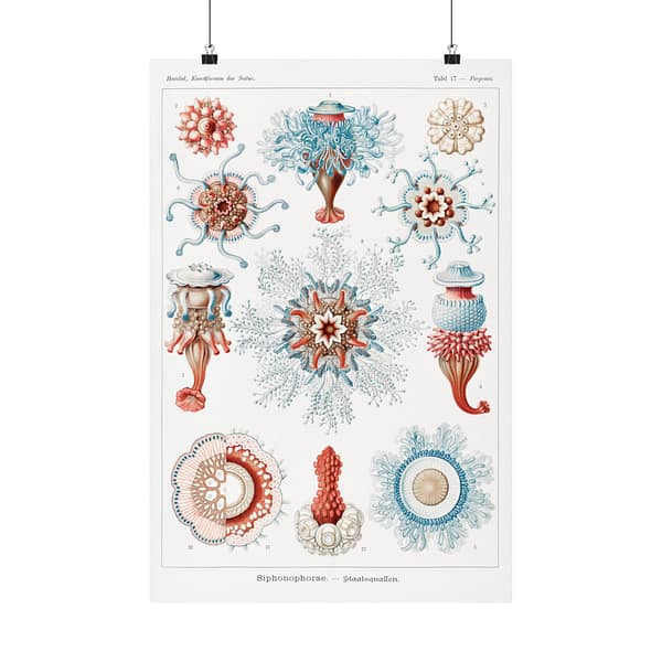 8569385175962740553_2048.jpeg Siphonophorae, Kunstformen der Natur, plate 17 – Ernst Haeckel (1904) – Natural History Poster Print