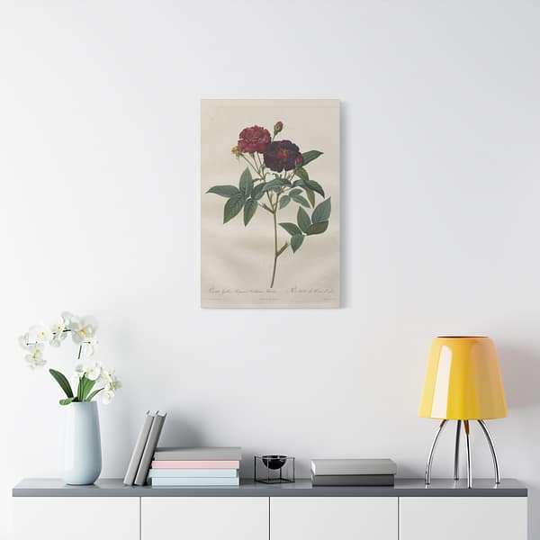 8728034287732154356_2048.jpeg Rosa Gallica Purpurea Velutina Parva (Rosier de Van-Eeden) – Pierre-Joseph Redouté (c. 1817-24) – Botanical Canvas Print