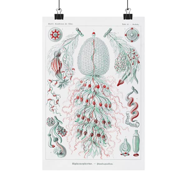 8729279280893649073_2048.jpeg Siphonophorae, Kunstformen der Natur, plate 59 – Ernst Haeckel (1904) – Natural History Poster Print