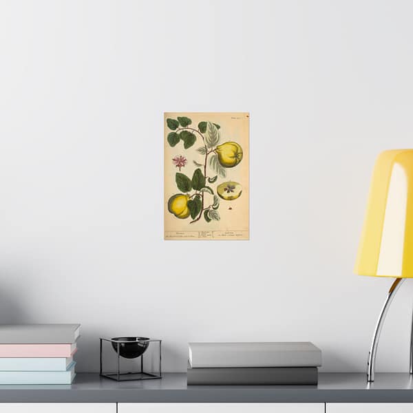8854178142563646030_2048.jpeg Quinces (Cydonea, or Mala cotonea major), A Curious Herbal – Elizabeth Blackwell (1737) – Botanical Poster Print
