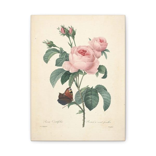 8898888910525658055_2048.jpeg Rosa Centifolia (Rosier à cent feuilles) – Pierre-Joseph Redouté (c. 1817-24) – Botanical Canvas Print
