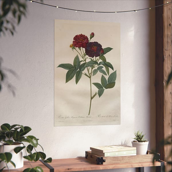 8943630539680712883_2048.jpeg Rosa Gallica Purpurea Velutina Parva (Rosier de Van-Eeden) – Pierre-Joseph Redouté (c. 1817-24) – Botanical Poster Print