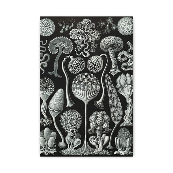 899446997742559798_2048.jpeg Mycetozoa, Kunstformen der Natur, plate 93 – Ernst Haeckel (1904) – Natural History Canvas Print