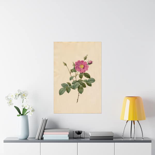 9094347422337442691_2048.jpeg Cabbage Rose (Rosa Centifolia Simplex) – Pierre-Joseph Redouté (c. 1817-24) – Botanical Poster Print