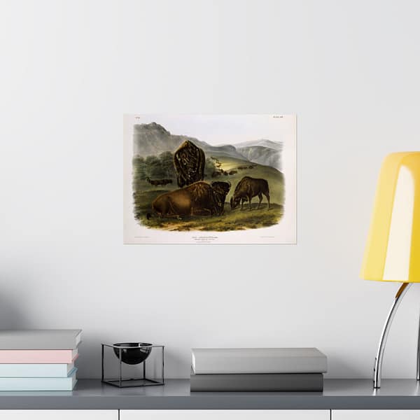 9121390039311286521_2048.jpeg Bos Americanus, American Bison or Buffalo, plate 57 – John James Audubon (1845) – Natural History Poster Print
