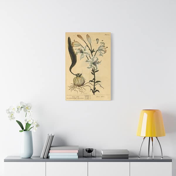 9237678473466181245_2048.jpeg White Lily (Lilium album), A Curious Herbal – Elizabeth Blackwell (1737) – Botanical Canvas Print