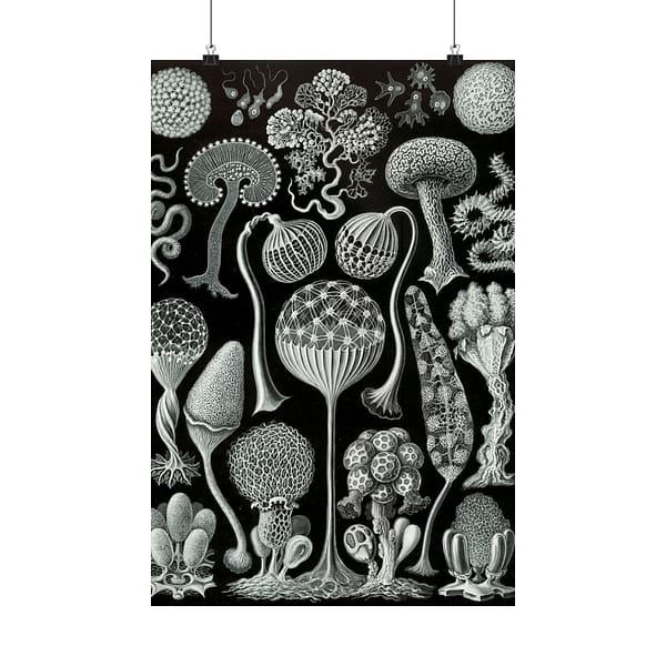 927014188932981153_2048.jpeg Mycetozoa, Kunstformen der Natur, plate 93 – Ernst Haeckel (1904) – Natural History Poster Print