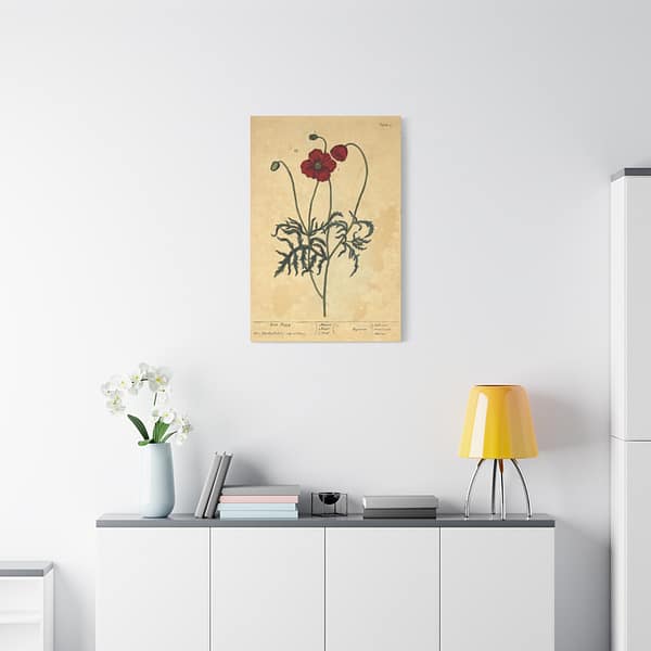 9418943207685927800_2048.jpeg Red Poppy (Papaver, rubrum, erraticum, rhoeas), A Curious Herbal – Elizabeth Blackwell (1737) – Botanical Canvas Print