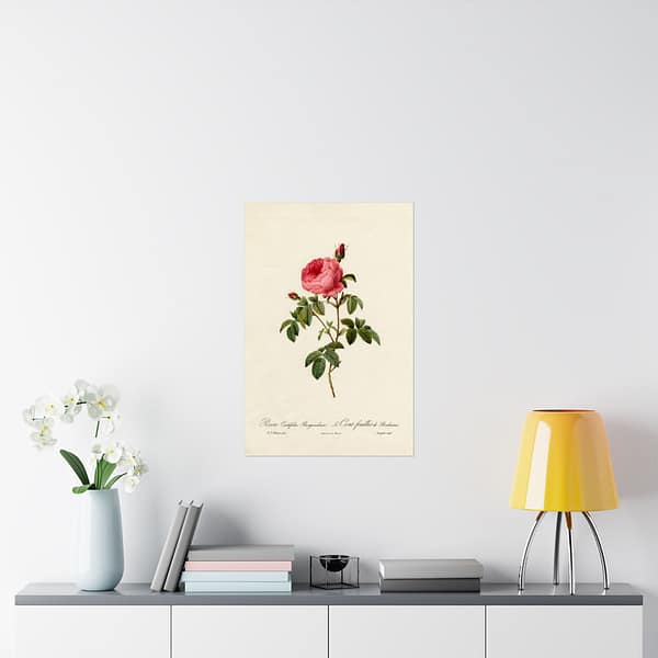 9528090853717334504_2048.jpeg Rosa Centifolia Burgundiaca (le Cent-feuilles de Bordeaux) – Pierre-Joseph Redouté (c. 1817-24) – Botanical Poster Print