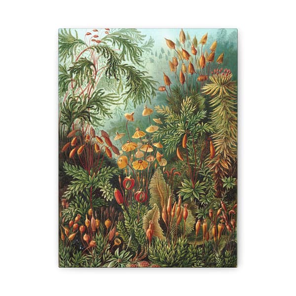9621976577750781962_2048.jpeg Mosses (Muscinae), Kunstformen der Natur – Ernst Haeckel (1904) – Botanical Canvas Print