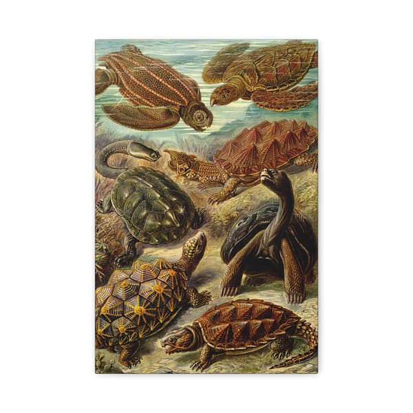 9634744470691542825_2048.jpeg Sea Turtles & Tortoises (Chelonia), Kunstformen der Natur – Ernst Haeckel (1904) – Natural History Canvas Print