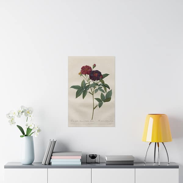 9808180723464820621_2048.jpeg Rosa Gallica Purpurea Velutina Parva (Rosier de Van-Eeden) – Pierre-Joseph Redouté (c. 1817-24) – Botanical Poster Print